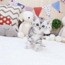 전주강아지분양 고양이분양 24시 데려가개 전주점 이미지