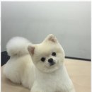 미용해·독 | 인천애견미용 편안한 강아지 미용 서비스, 뽀그리독 후기