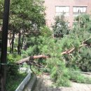 오금초교 이미지