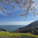 다랭이마을 | 남해여행지 유채꽃명소 다랭이마을 &amp; 해바라기맛집 (4월8일 후기) 주차꿀팁