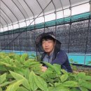 김영창 농장 이미지