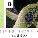 벼의 도열병 이미지