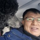 해운대 펫택시 이미지