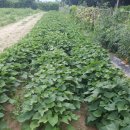 종주농장 이미지