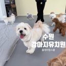 올데이멍 | 수원 강아지 유치원 올데이 멍스쿨 후기 | 매일 다양한 프로그램 &amp; 단독 테라스