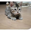 뱅갈냥이 이미지