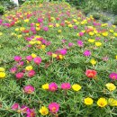 채송화농장 이미지