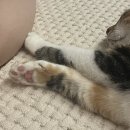 양손프로젝트 연극 [파랑새] 이미지