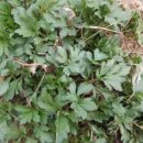 하얀배 민박 이미지