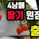 사남매딸기