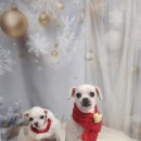 솜이 펫살롱 이미지