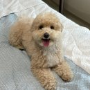 벨마레펜션