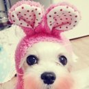 펫사마