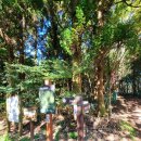 한라산둘레길 돌오름길 | 한라산둘레길, 2구간,돌오름길(보림농장 삼거리~서귀포자연휴양림 입구)