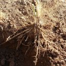 해밀염소농원 이미지