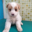 신창면 서부북로 이미지