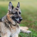 퍼스트독 이미지