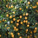 레몬의 꿈 이미지