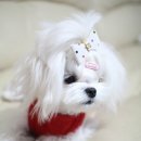 미스터독 이미지