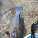 신안우럭 이미지