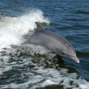 dolphin (돌핀, 돌고래, (몸을 뺑) 돌아삔) 어원 이미지