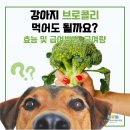 브로콜리 펫푸드 이미지