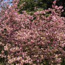 강변유원지길 | 대구 겹벚꽃 명소 화원유원지 실시간 방문 후기 &amp; 주차부터 포토존까지 완벽 정리