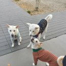 곰식이카 | [오뛰완] 양산 바켄브루 (barkenbrew) | 반려견 동반 카페 • 캠핑장 • 운동장 🐾 주말 나들이로 제격