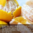 맛있는 서귀포 노지한라봉 판매 마감합니다. 이미지