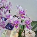 화첩-공무도花 이미지