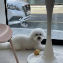 유어펫 살롱 이미지