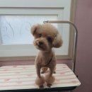 the 굿 dog 네이버블로그