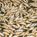 호주 강에 물고기 수백 만 마리 떼죽음…어떻게 다 치우나? 이미지