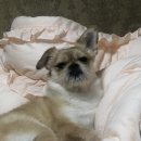 쪼맹글