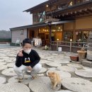 집밥부반장 | 구찌 마몬트 이너백 &amp; 너구리의 피난처 &amp; 밍쯔 일상