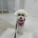 우쭈쭈 내강아지 네이버블로그