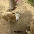 리오목장 이미지
