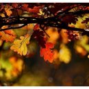 로뎀나무 아래 이미지