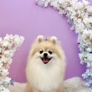 반려동물미용실 언니네 이미지