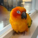 혜음로 | 2026 새로 이전한 파주 버드앓이 앵무새카페 방문후기