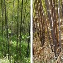 구갑죽 분재 판매 10프로 DC함니다(농가고수익) 등등 이미지