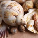 101성인PC 이미지