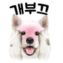 디스크독연구소 이미지