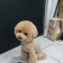 은평애견 이미지