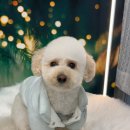 도그 살롱초코 이미지