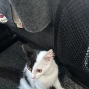 펫택시 | 고양이택시 펫택시 가격 탑승후기