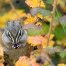 CHIPMUNK