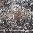 호랭이농장 이미지