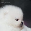 로베르토폼 이미지