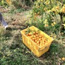 정진수농장 이미지